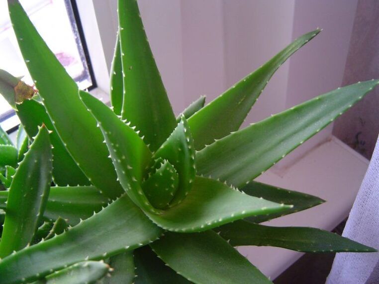 aloe i kalanchoe protiv bradavica